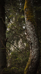 Obraz premium tree with squirrel sitting