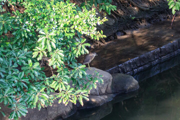 Fototapeta premium Juvenile Black-Crowned Night Heron Perched on a Riverside Rock Beneath Shady Green Foliage