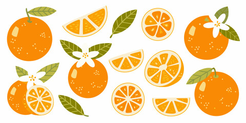 Obraz premium Stylized illustration of whole and sliced oranges with white blossoms and leaves