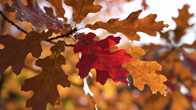 Close up of vibrant oak leaves changing color in autumn sunlight.