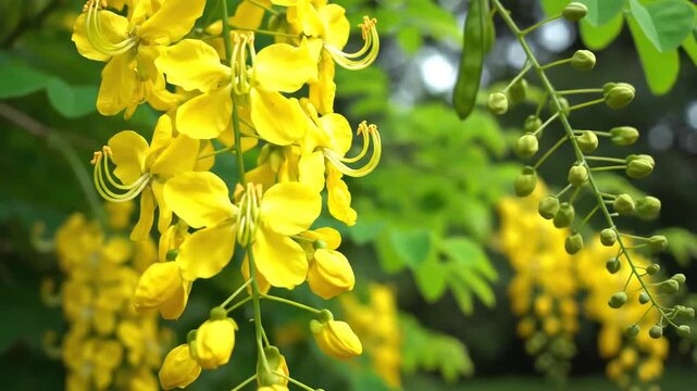 Closeup of vibrant yellow Cassia fistula flowers blooming in a garden.