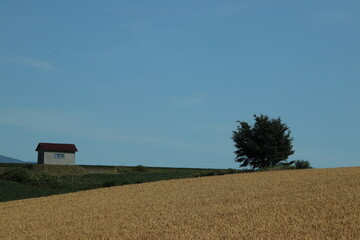 Fototapeta premium the field of wheat