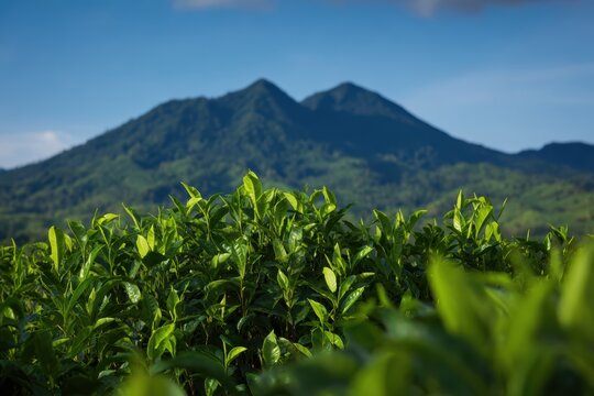 山を背景にした緑茶の木