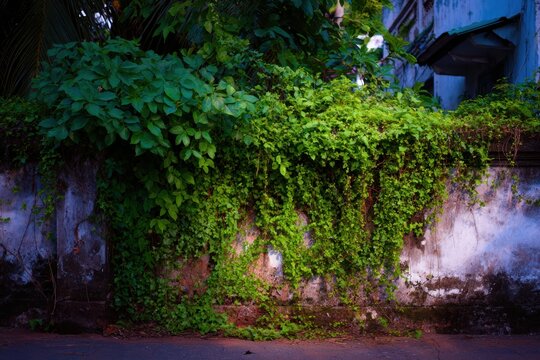 庭の通りの壁に緑の植物が生えています