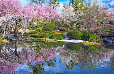 Blossoming trees are reflected in the water, Setagaya Park in Vienna, springtime