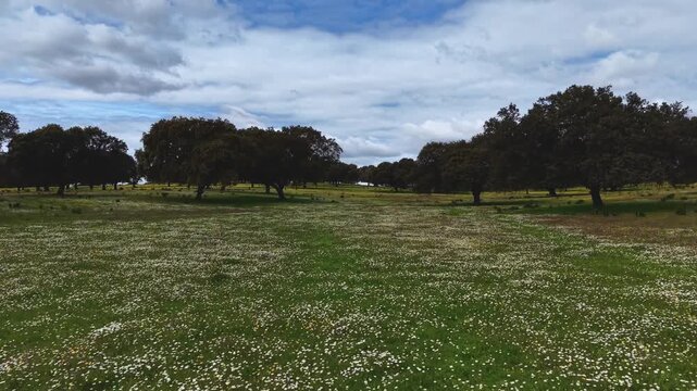 Susurro de primavera en la dehesa extreme&ntilde;a: vuelo cinematogr&aacute;fico entre encinas y flores del prado