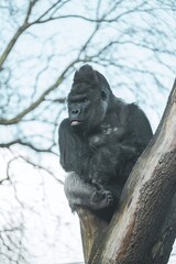 gorilla  © lavi