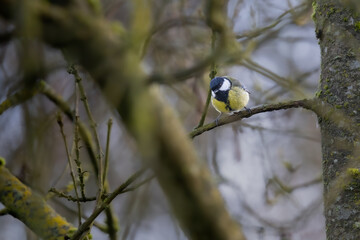 Mésange charbonnière © Laurent