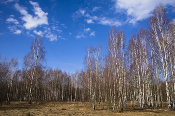 birch trees in the forest © Klimczak-Krajewska
