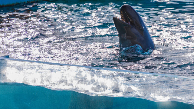Dolphins leap out of the water to perform highly difficult stunts at Okinawa Marine Park.
