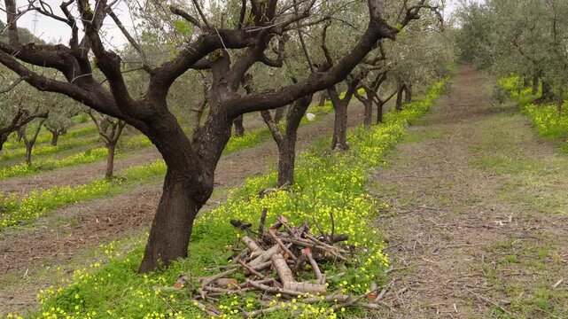 A spring olive grove.
Rows of gnarled old olive trees show signs of recent pruning, with small clumps of branches clustered at their bases.