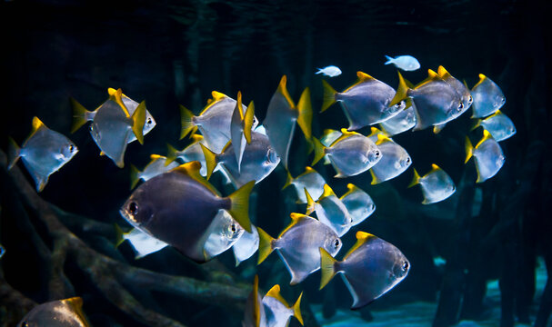 School of silver and yellow monodactylus fish swimming together in dark  water near mangrove roots