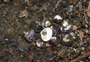 蛍池に堆積した砂泥土の中に埋まっていた多数の淡水性二枚貝マシジミとタイワンシジミの貝殻 © SAIGLOBALNT