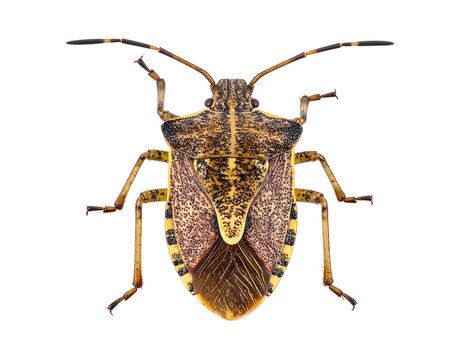 Detailed close-up of a brown and yellow insect