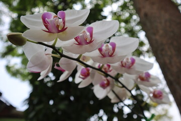Fototapeta premium A delicate branch of a pink cherry and magnolia tree blossom blooms in the spring garden, showcasing the natural beauty of floral petals and buds in a lush nature macro