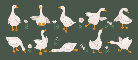 Cute geese. White geese or ducks and wildflowers. Agriculture, birds farm. Rural wildlife. Silly goose for greeting, invitation cards, baby shower, Easter, nursery, t-shirt prints. Vector illustration © Olena
