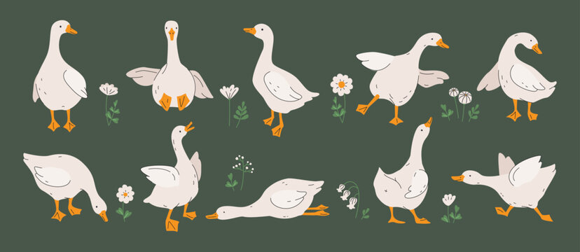 Cute geese. White geese or ducks and wildflowers. Agriculture, birds farm. Rural wildlife. Silly goose for greeting, invitation cards, baby shower, Easter, nursery, t-shirt prints. Vector illustration