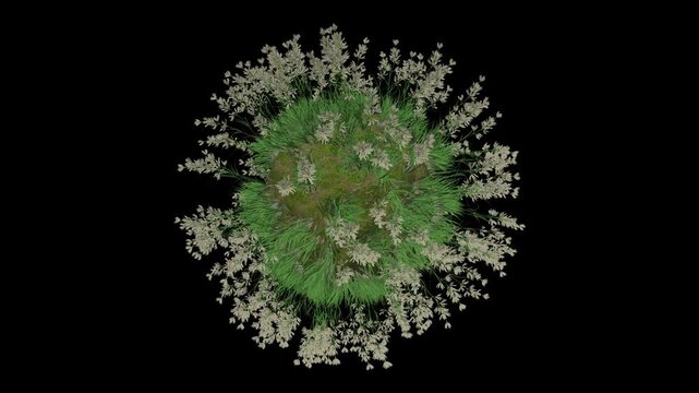 Dactylis Plant Sphere