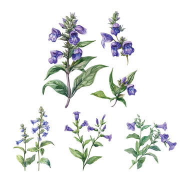 Collection of skullcap herb branch painting, Minimal yet artistic elements for creative designs. hand-drawn paint, Simple Illustration, A beautiful painting isolated on a white background