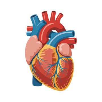 Detailed human heart anatomy illustration with colorful vascular syste