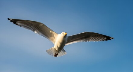 Fototapeta premium Seagull soars gracefully against a clear blue sky, wings spread wide.