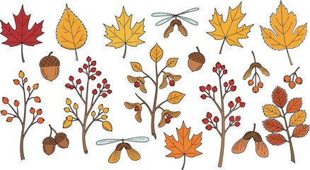 Fototapeta premium A colorful illustration of various autumn leaves, acorns, and dragonflies on a white background