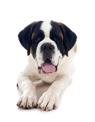 Fototapeta premium saint bernard in studio
