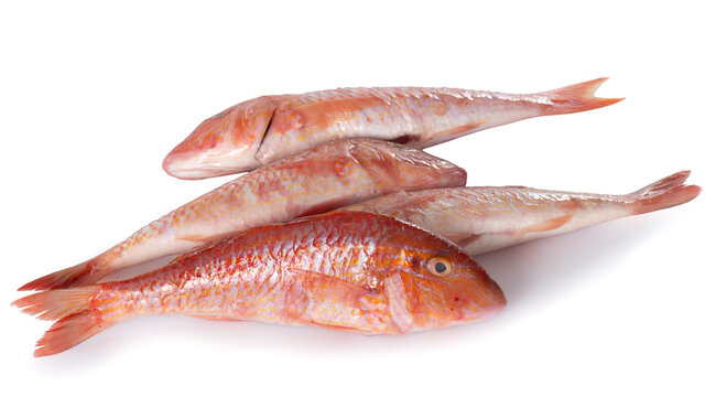 Red mullet