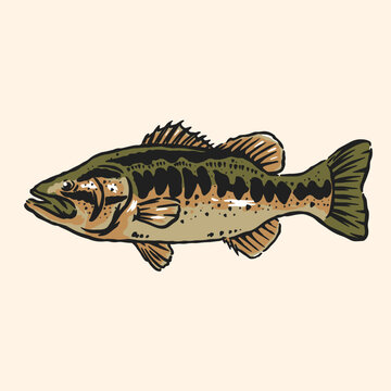 Largemouth Bass Fish Vintage Illustration