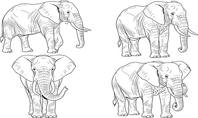 Fototapeta premium Four black and white of elephants in different poses line animals wildlife pachyderms