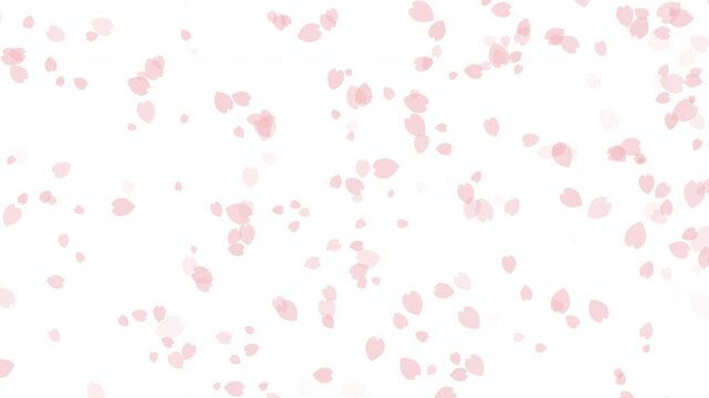 桜 花びら 下降 パターン01 桜色 ループ（白背景）
