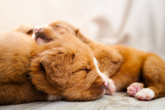 Puppies of Nova Scotia Duck Tolling Retriever sleeping together. Cute litter of young dogs resting peacefully, dog breeding, pet care, and adorable animal concept.