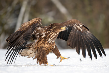 Obraz premium White-tailed Eagle - Haliaeetus albicilla, beautiful large bird of prey from European fields and forests, Poland.