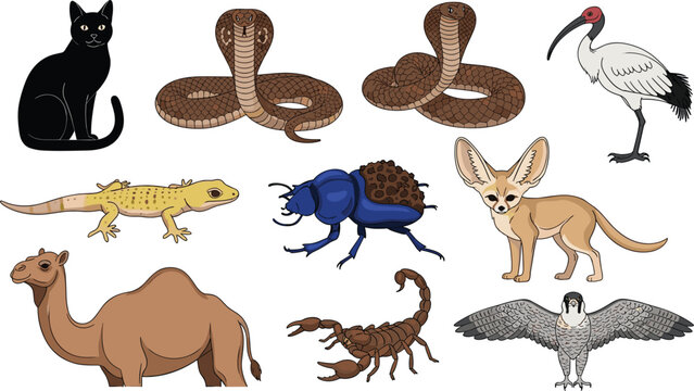 Desert Animal Illustration Set: Snake, Camel, Scorpion, Fennec Fox, and More