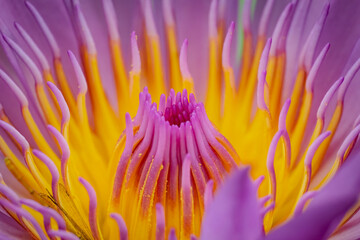 Artistic macro of Thai Water Lily. Brilliant bicolor stamens glow in natural sunlight, revealing painterly details and exquisite botanical textures. A professional close-up of nature&rsquo;s fine art.