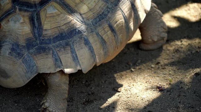 Slow motion Sulcata tortoise walk on the ground