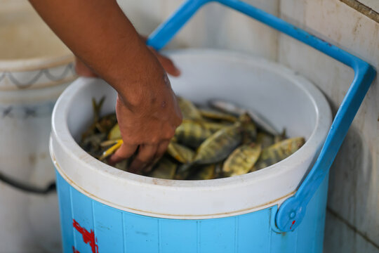 A man's hand will take a pompano fish which is stored on a blue pedestal