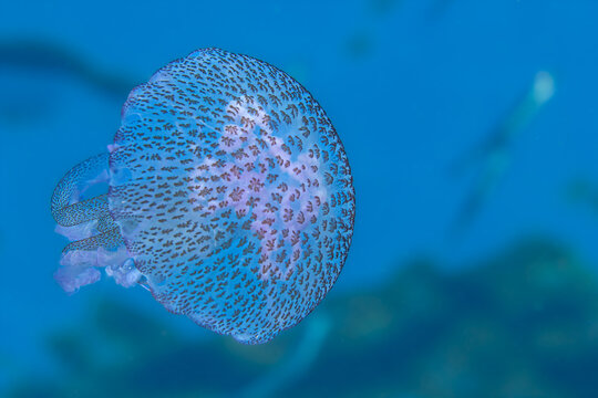 Starlit Drift &ndash; Pelagia noctiluca in Deep Blue