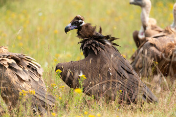 Vautour moine,Aegypius monachus, Cinereous Vulture, Vautour fauve,Gyps fulvus, Griffon Vulture, Parc naturel r&eacute;gional des grands causses 48, Lozere, France