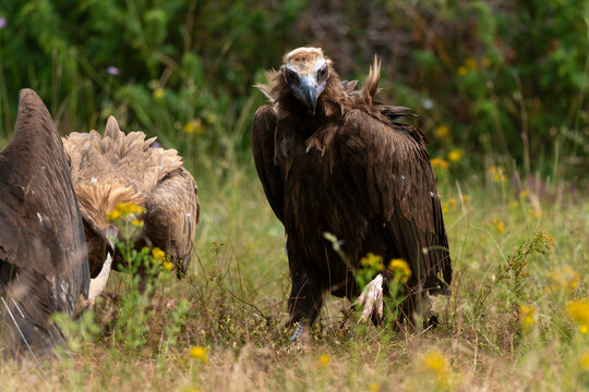 Vautour moine,Aegypius monachus, Cinereous Vulture, Vautour fauve,Gyps fulvus, Griffon Vulture, Parc naturel r&eacute;gional des grands causses 48, Lozere, France
