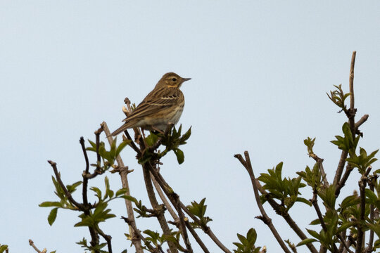 Pipit des arbres