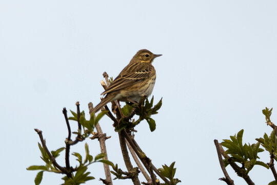 Pipit des arbres