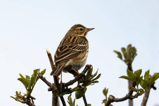 Pipit des arbres