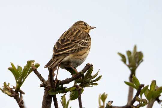 Pipit des arbres