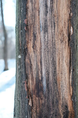 Fototapeta premium Rotten or decaying Hornbeam (Carpinus). Non-intervention forestry or hands-off forest management. Trees Decompose Naturally. Woodland ecosystem concept. Shallow depth of field. Copy space.