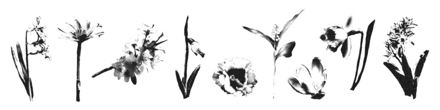 Halftone stipple flowers set. Spring floral elements with daffodil, cherry blossom, crocus. Retro photocopy grunge faded gritty noise texture. Vector illustration isolated on transparent background