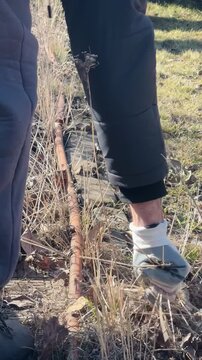 Man Removing Weeds From Garden Soil: Backyard Maintenance and Weeding