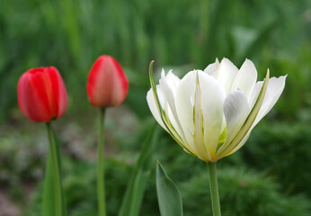 Obraz premium white tulip in a flowerbed in the garden