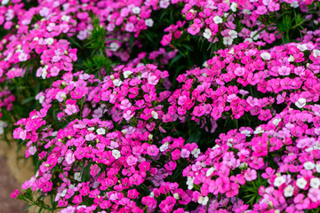 Obraz premium Pink Sweet William Flowers Blooming in Garden Floral Background