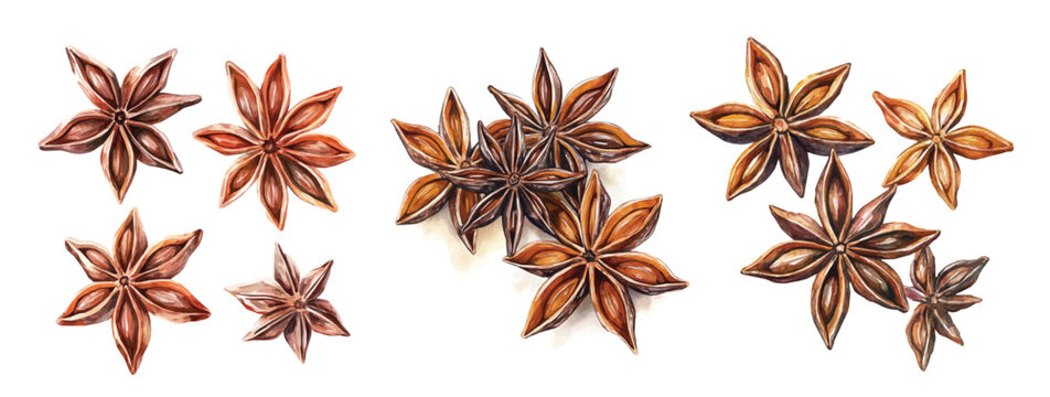 Collection of star anise painting set, Minimal yet artistic elements for creative designs. hand-drawn paint, Simple Illustration, A beautiful painting isolated on a white background